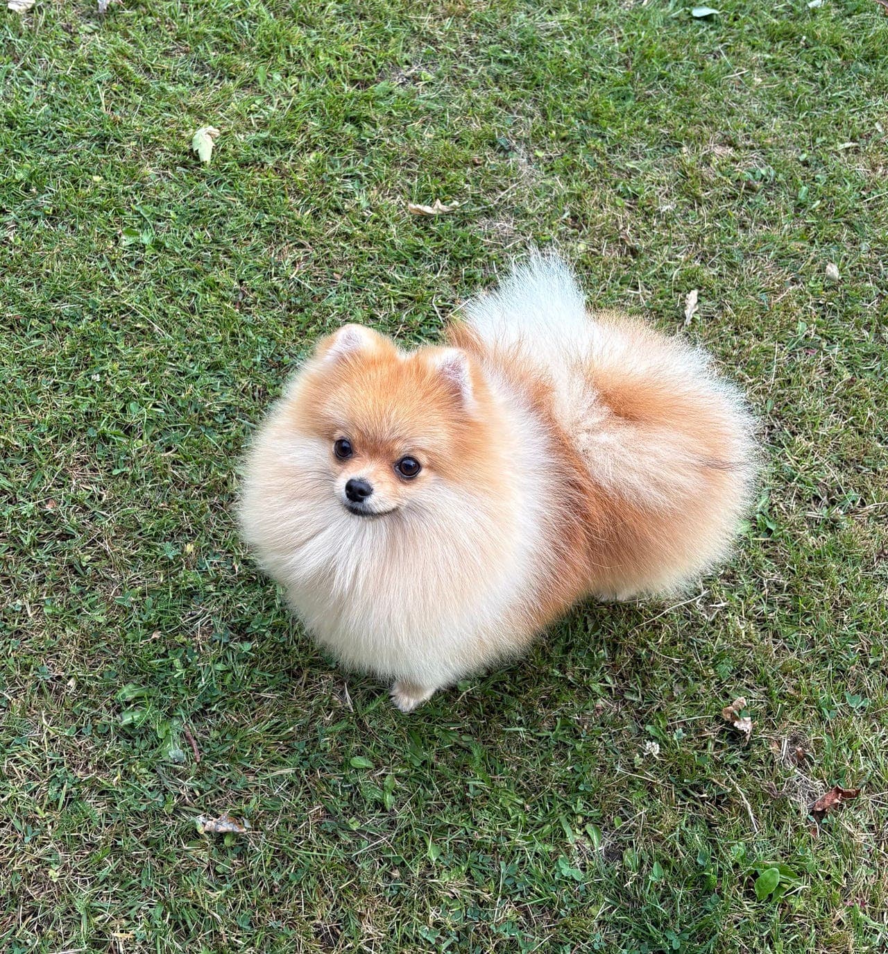 Pomeranian tispe søker forvert