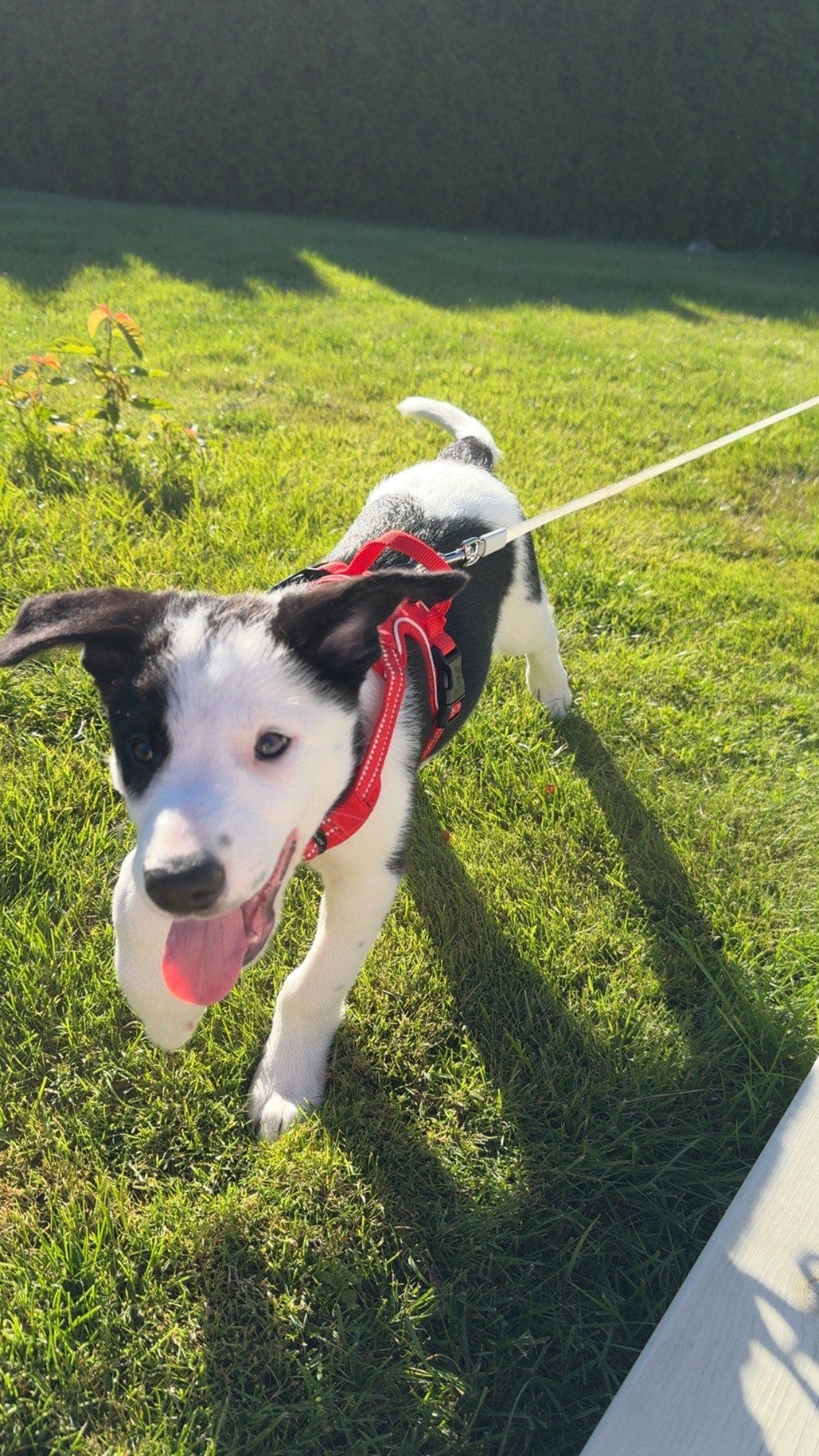 Border Collie valp