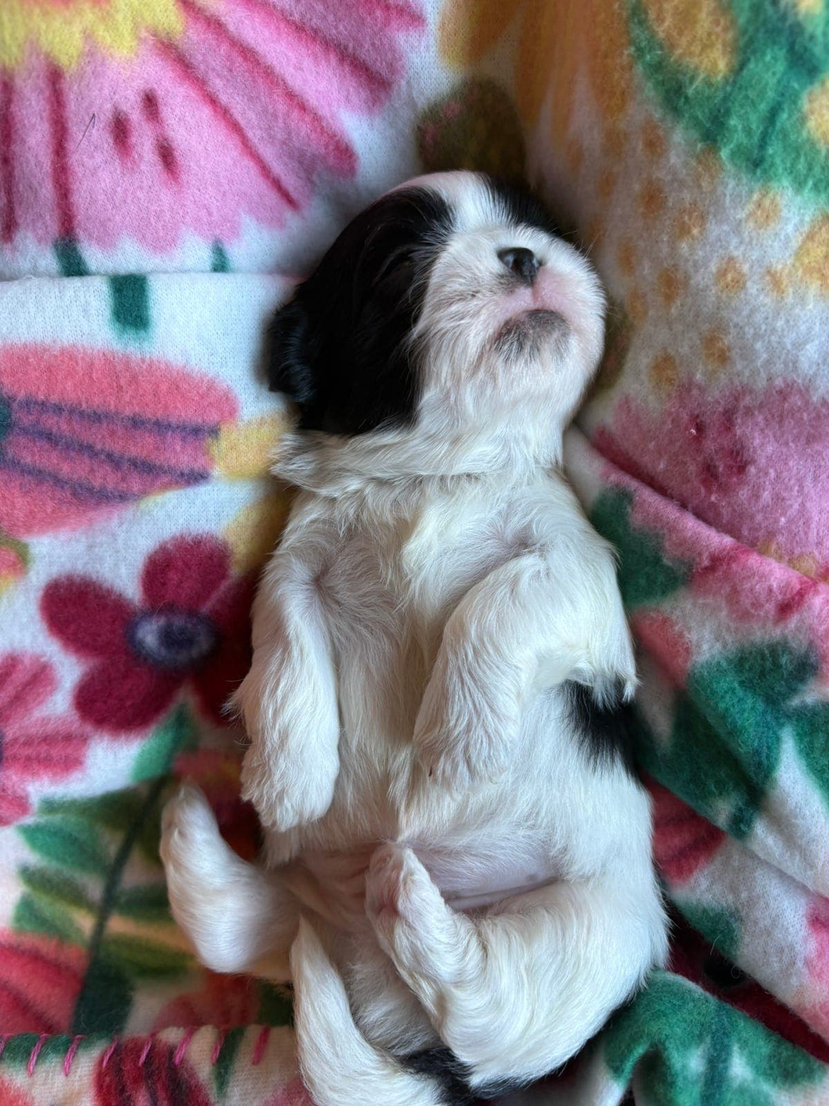 Allergivennlig røytefrie Shih Tzu hvalper