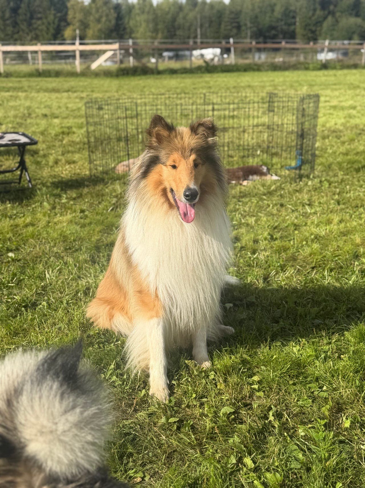 1 år gammel Collie gutt