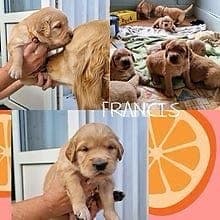 Golden retriever valper