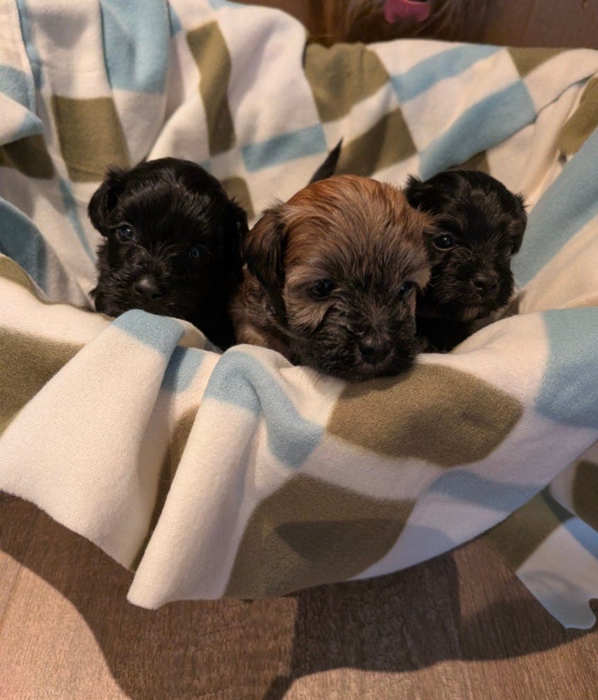 Nydelige Bichon Havanais valper til salgs