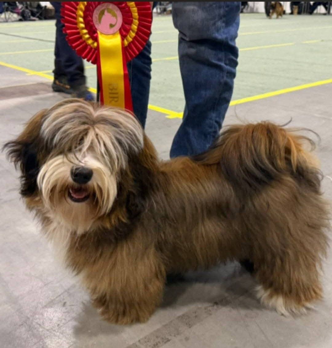 Bichon havanais planlagt kull i september