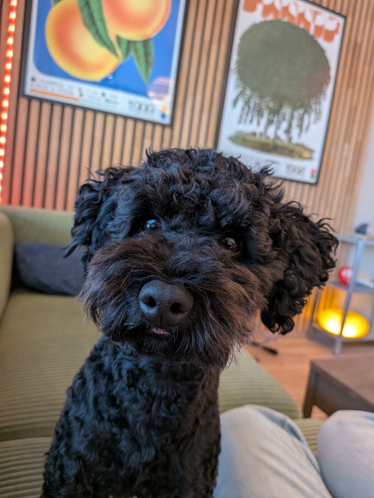 Simba (Toypuddel, nesten 2 år) vurderes omplassert til erfarent og rolig hjem