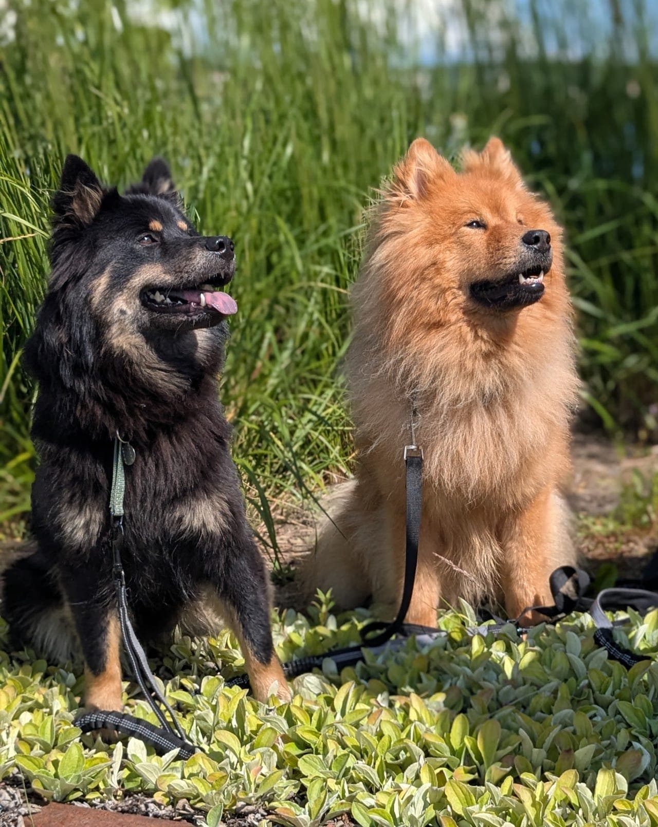 Eurasier valper 🐾
