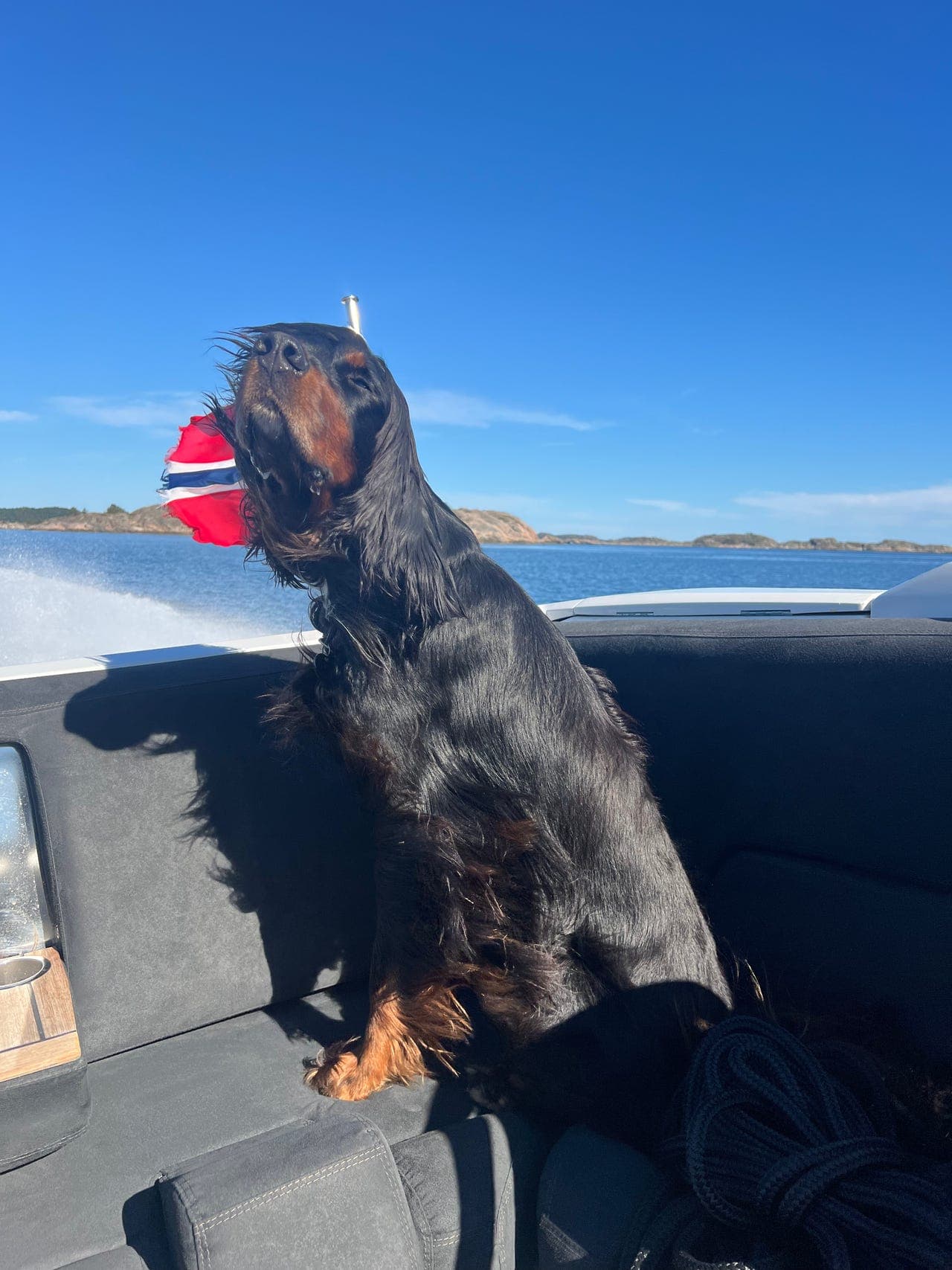 Fantastisk Gordon setter 10 år gis bort