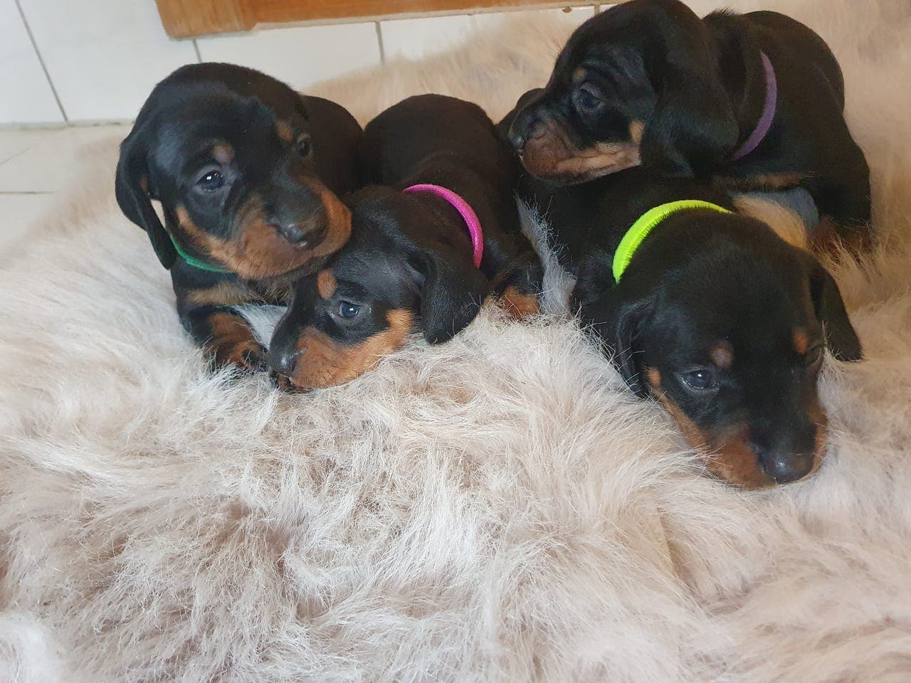 Valper, dachshund, korthåret, black tan