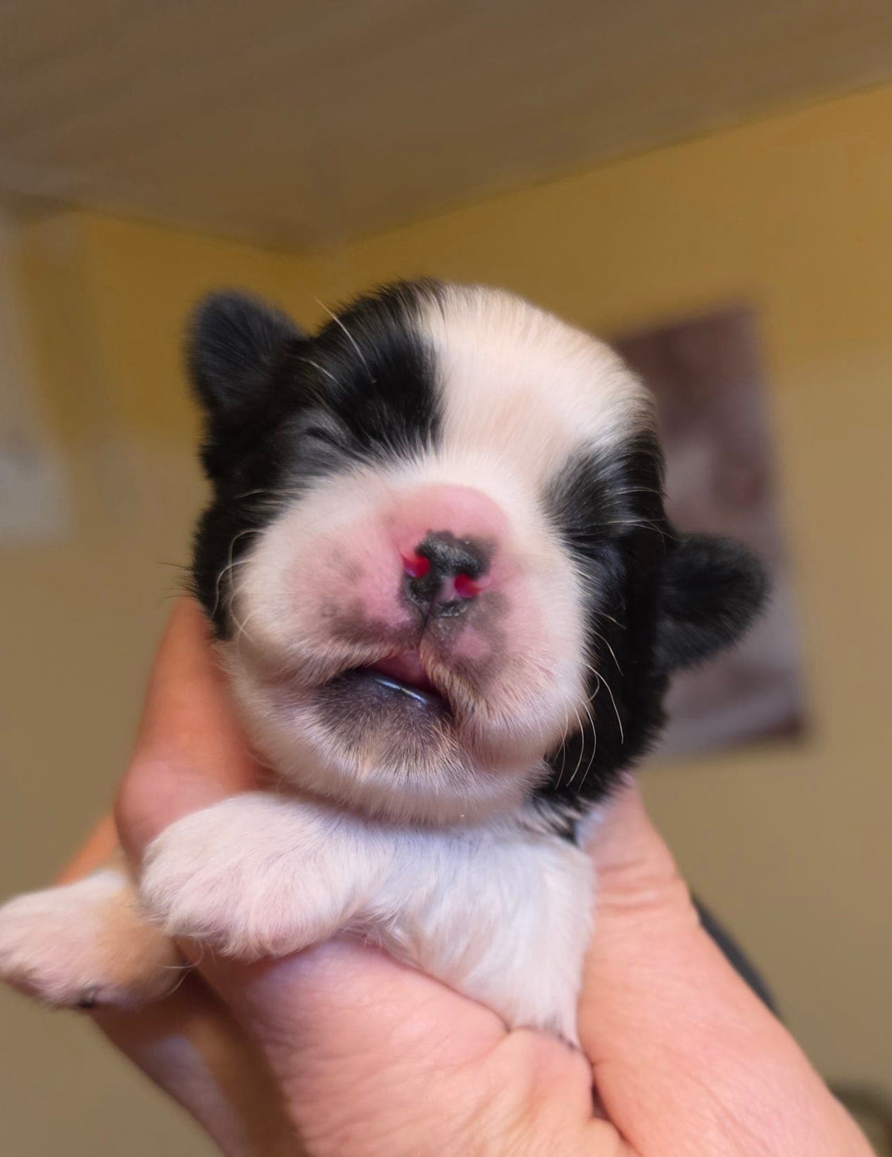 Ekte Shih tzu NKK reg Kennel Star Mastino's valper