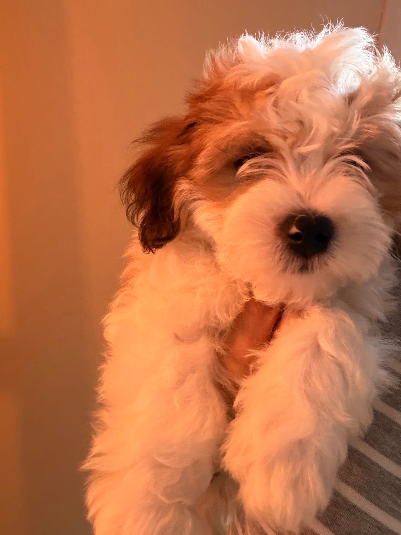 Renraset Bichon Havanais søker forvert