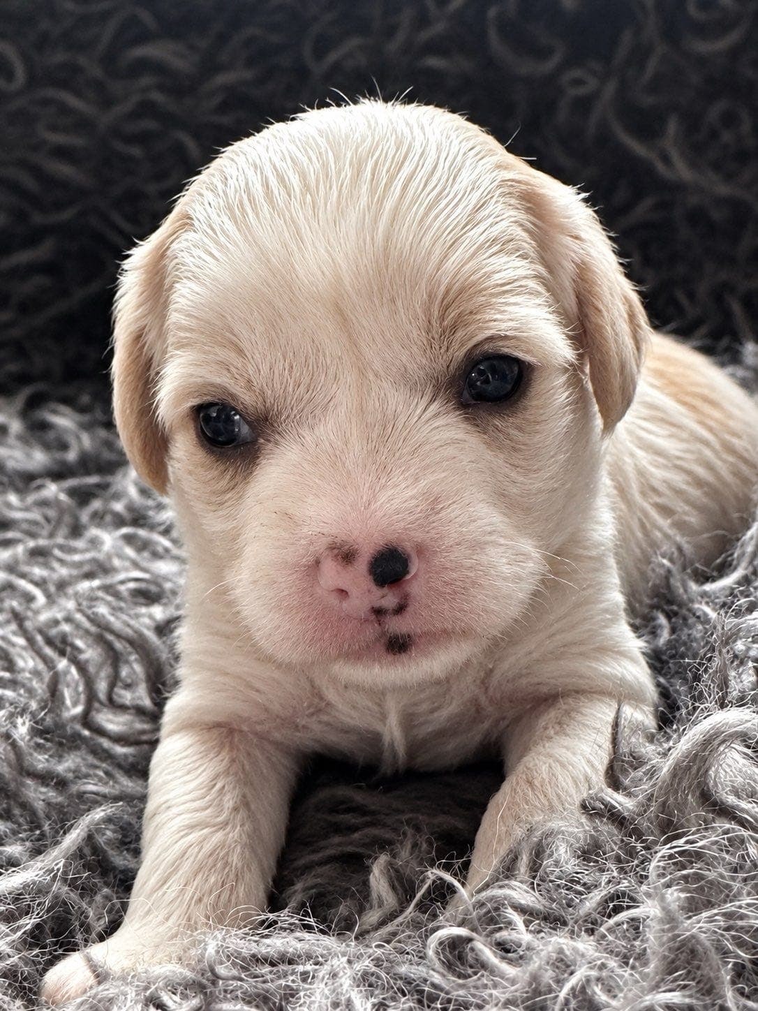 Chinese Crested – et kull det er verdt å følge