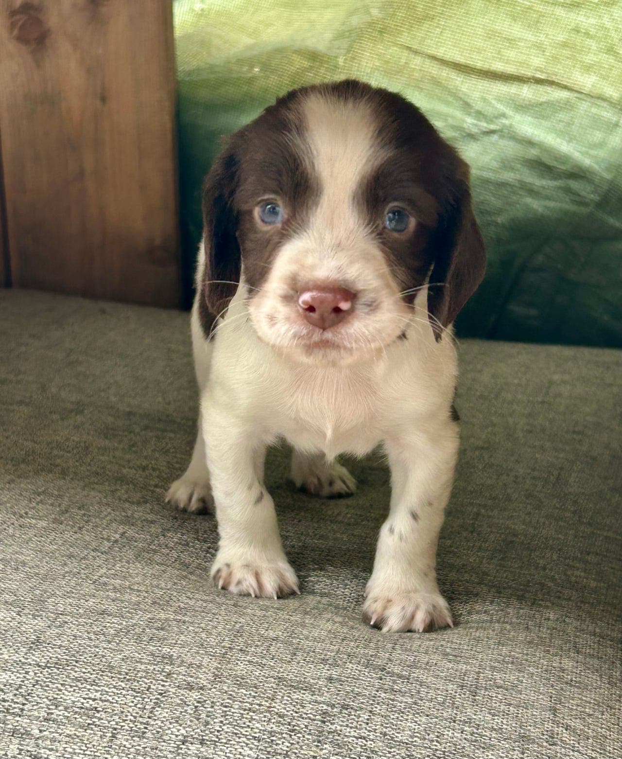 Engelsk Springer Spaniel