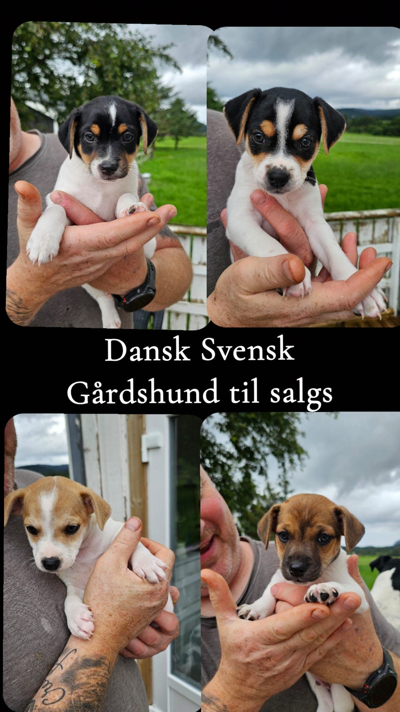 Leveringsklare Dansk Svensk Gårdshund Hvalper