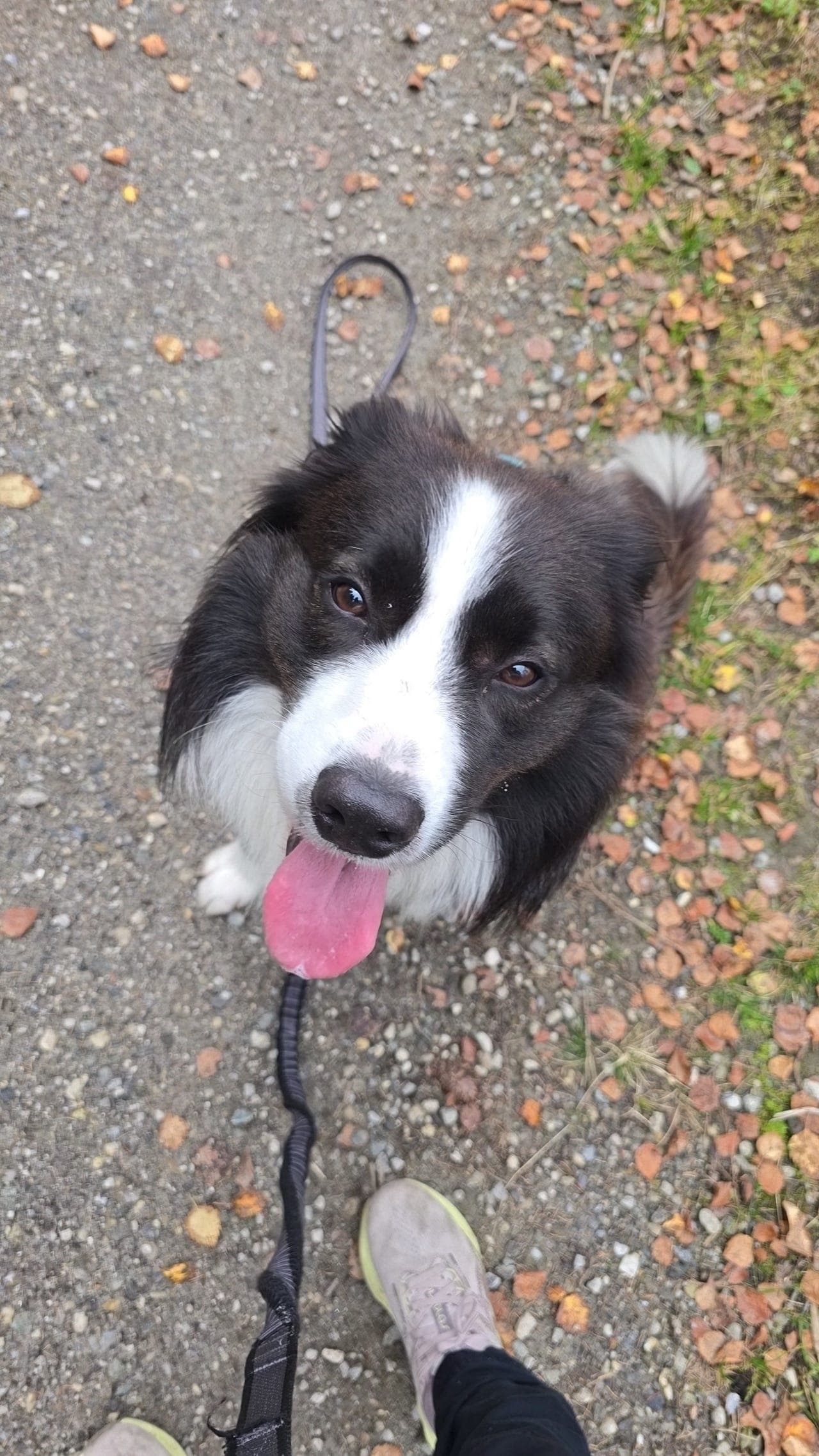 Border collie på 2 år søker nytt hjem!