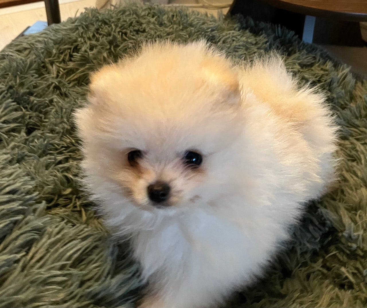 Leveringsklare Pomeranian valper m/stamtavle NKK.