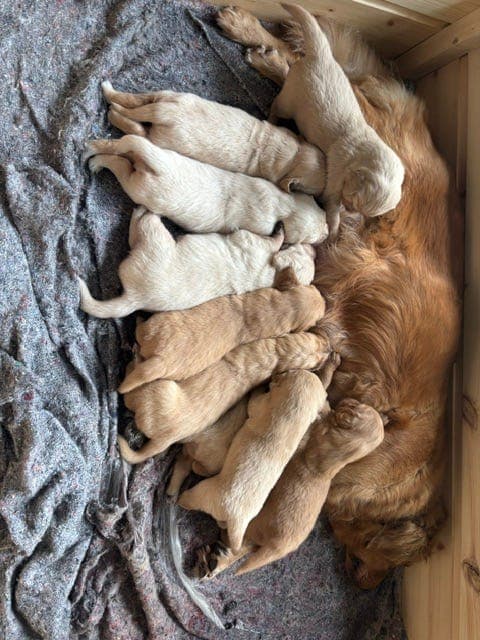 Golden Retriever-valper søker gode og kjærlige hjem ❤️