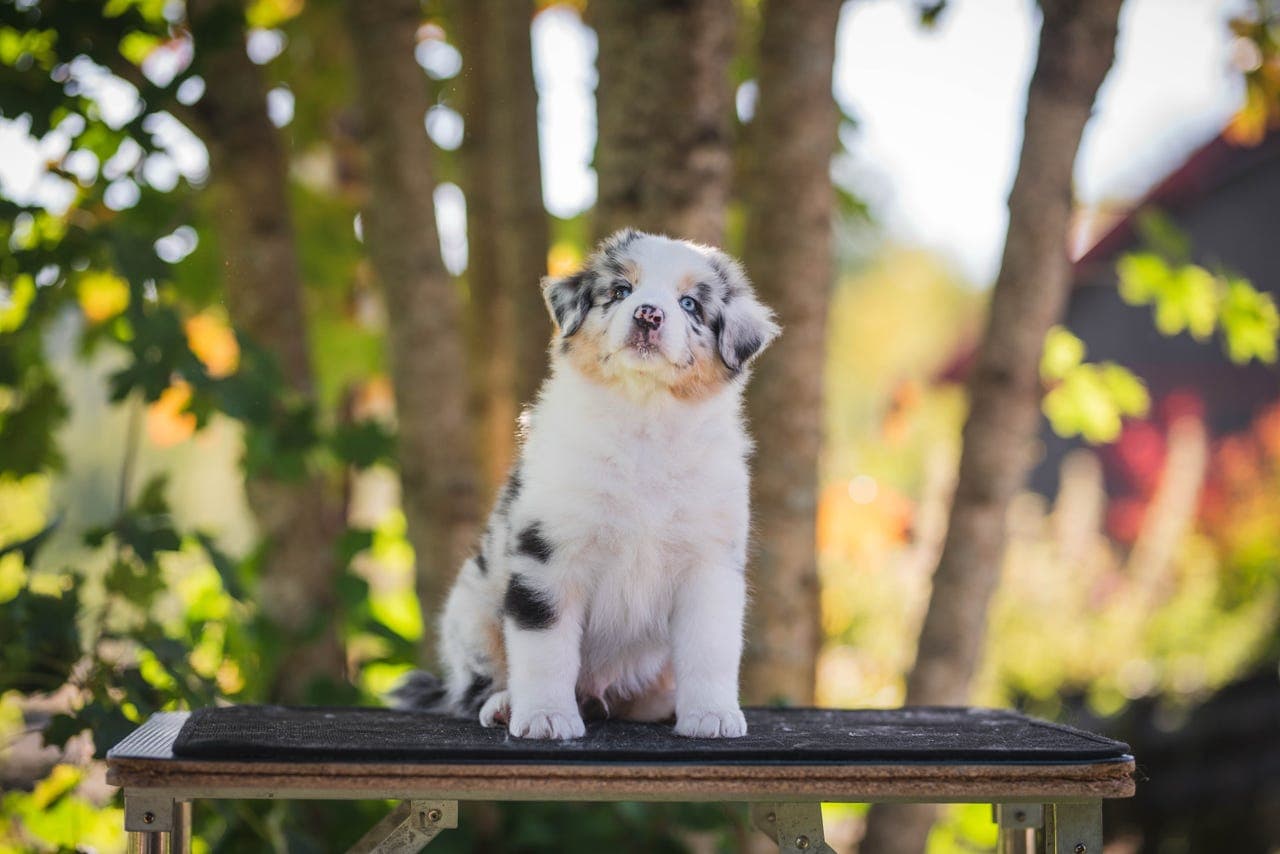 Australian Shepherd valper
