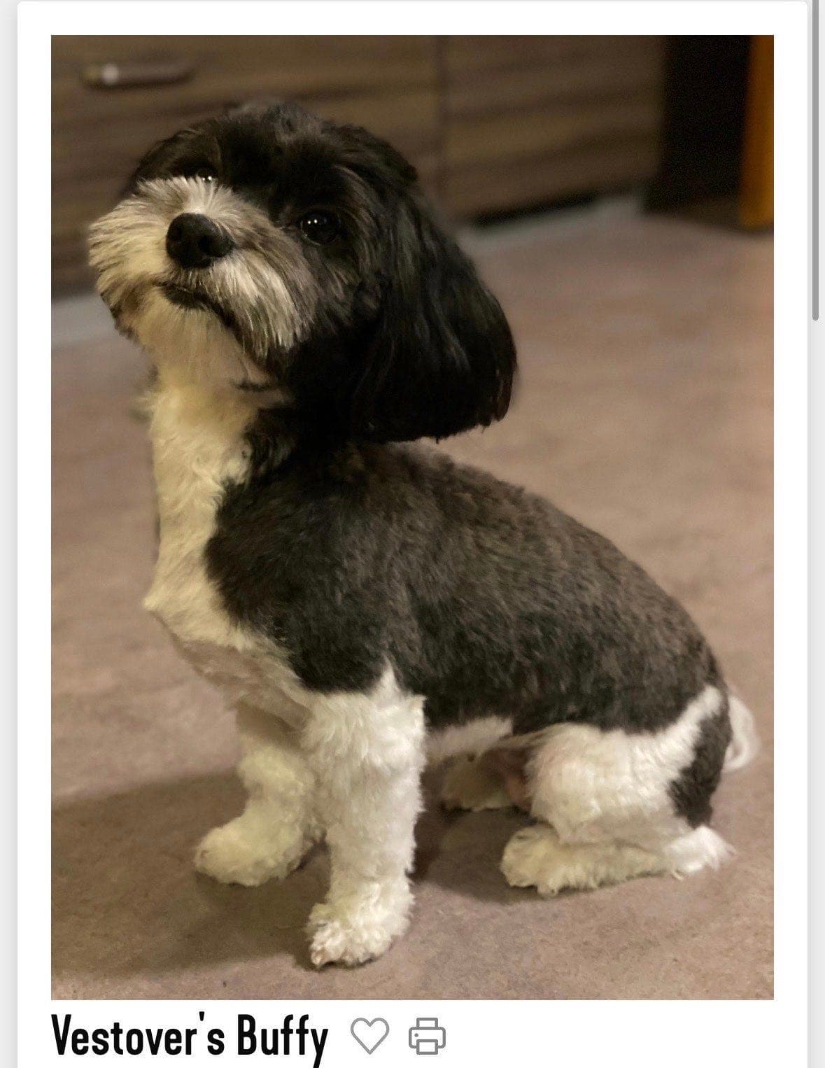 Valper ventes i september - Bichon Havanais
