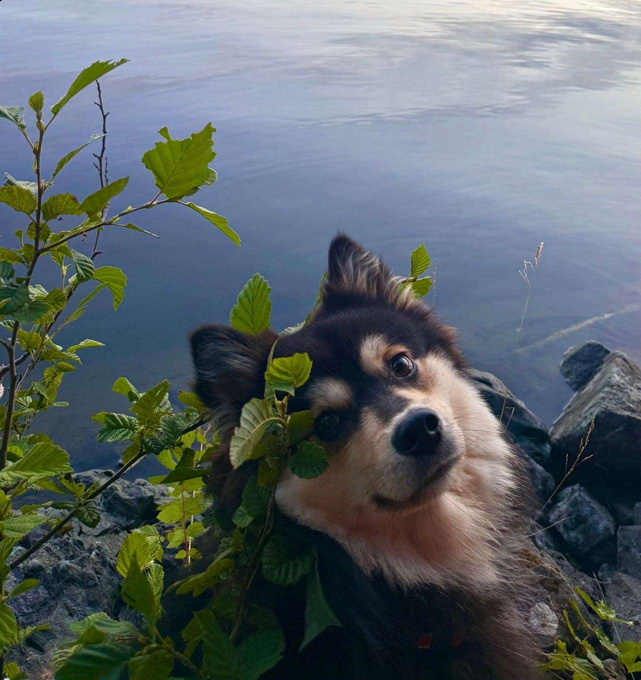 Finsk lapphund