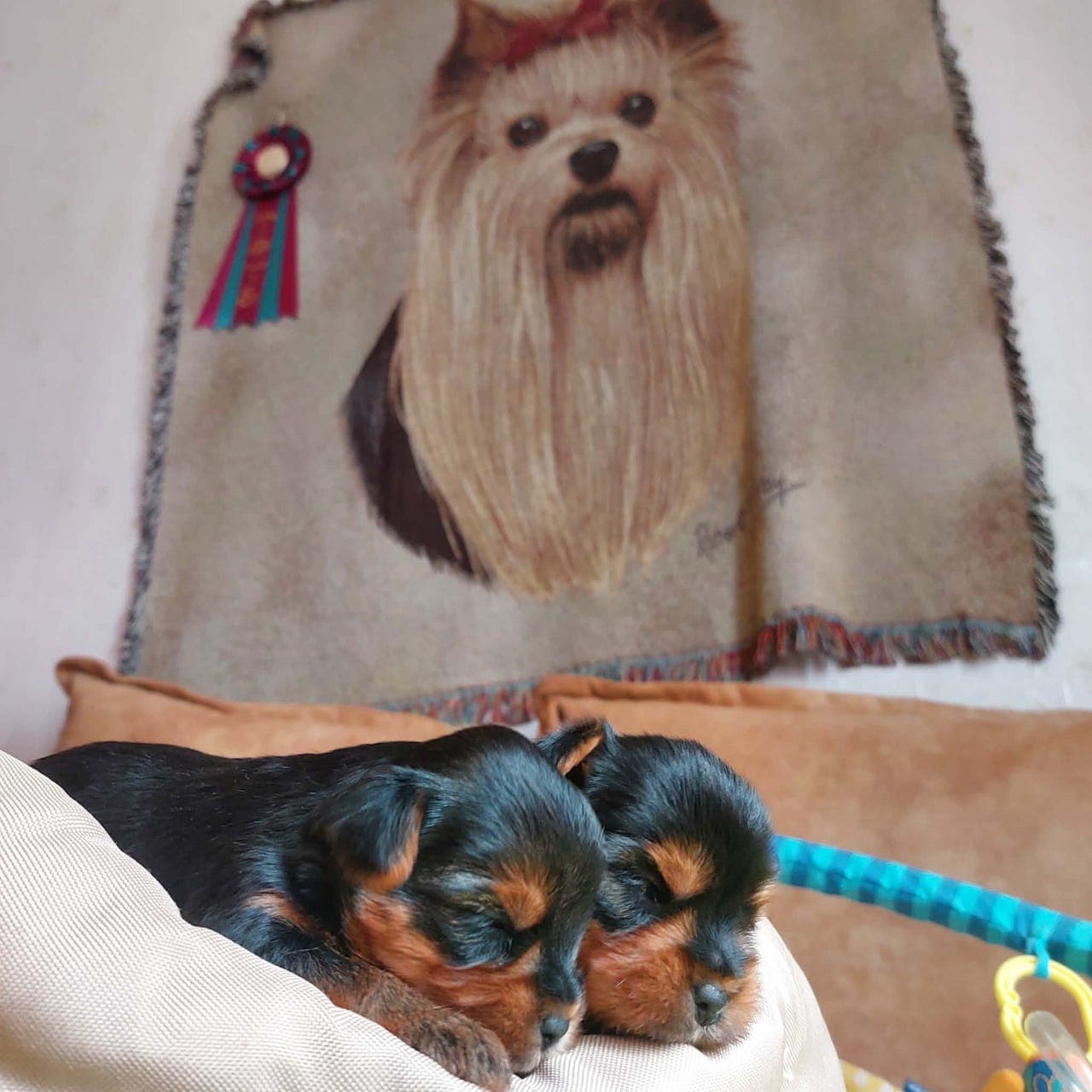 Renraset Yorkshire Terrier Valper