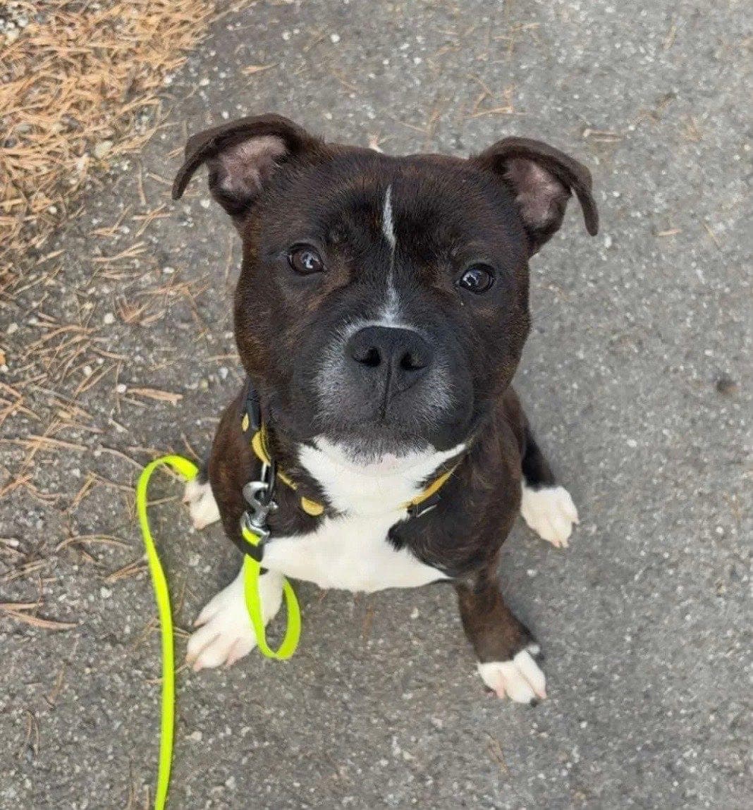 Staffordshire Bull Terrier