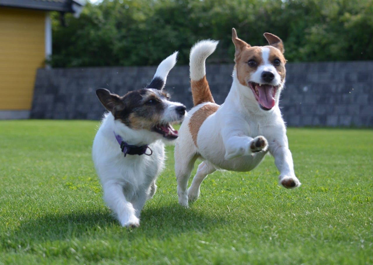 Jack Russell valper selges
