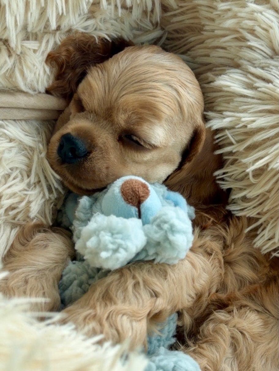 Amerikansk cocker spaniel-valp selges