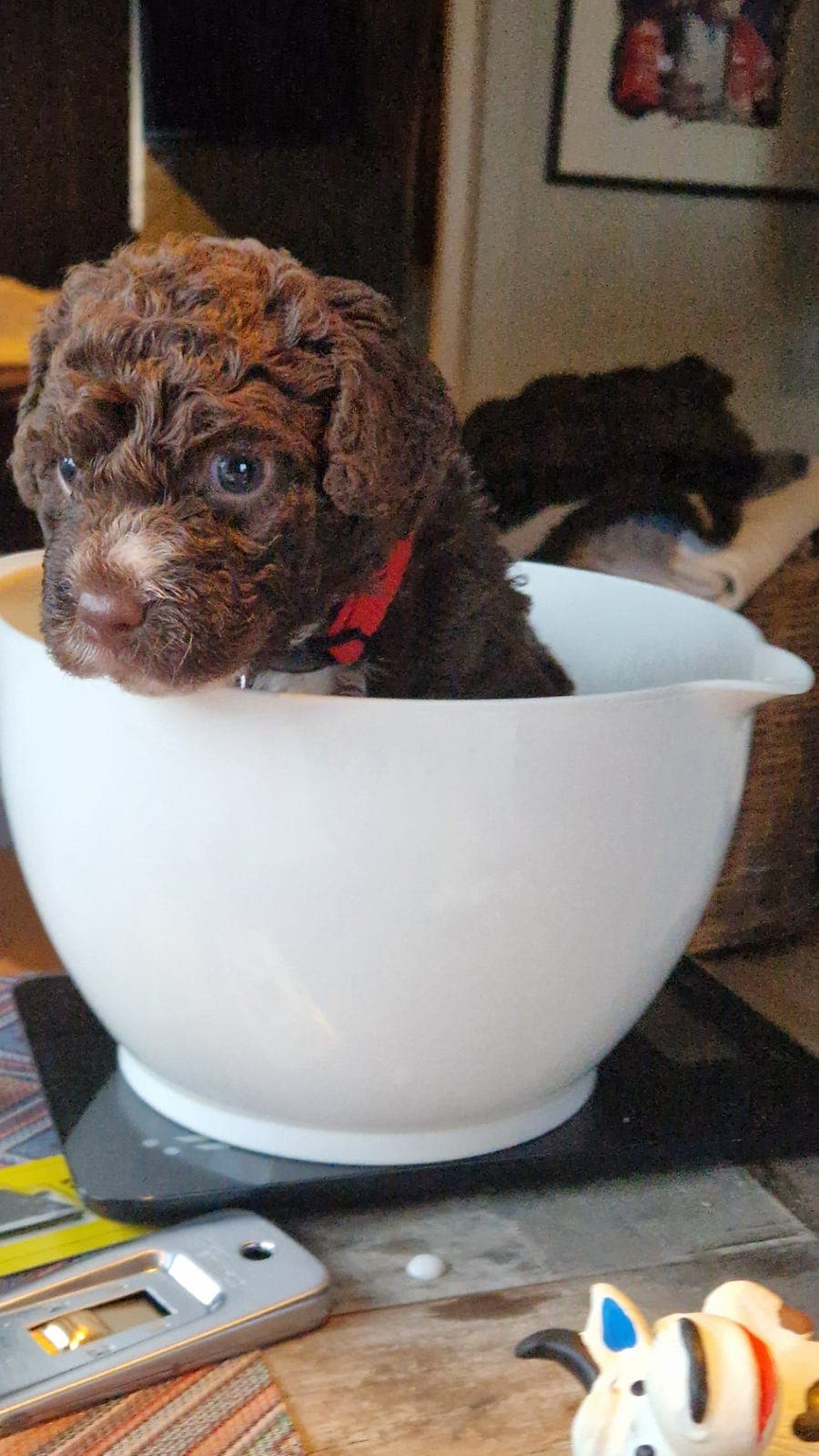 Spansk Vannhund