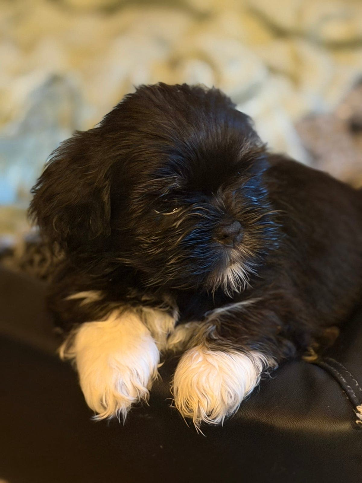 Nkk-Registrert, rasetypisk Lhasa Apso