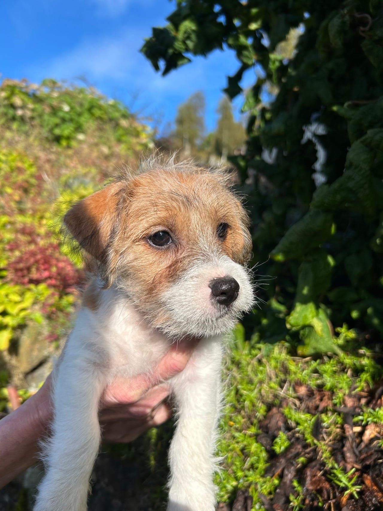 JR terrier guttevalp til salgs