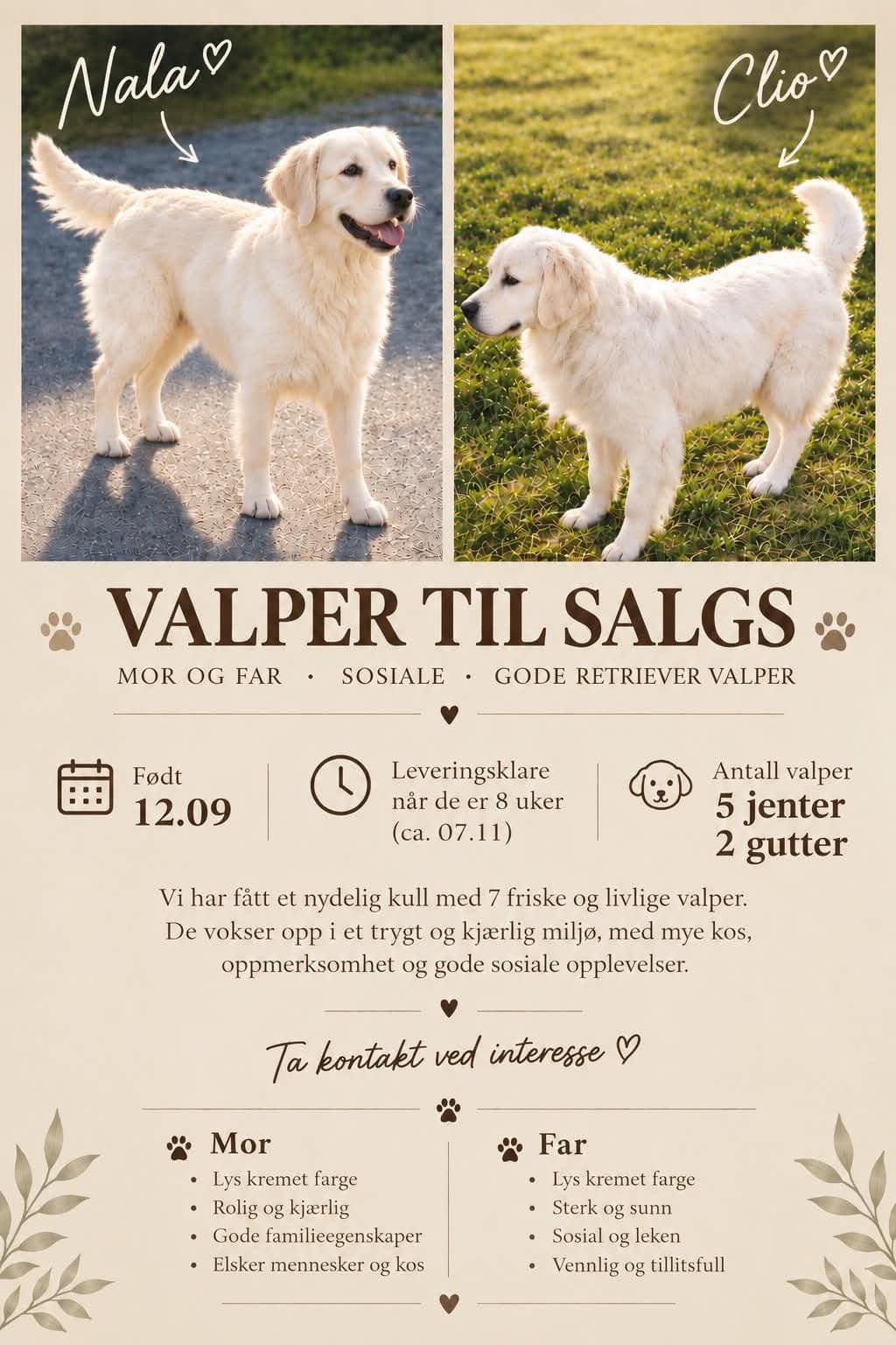 Golden retriever valper🐶