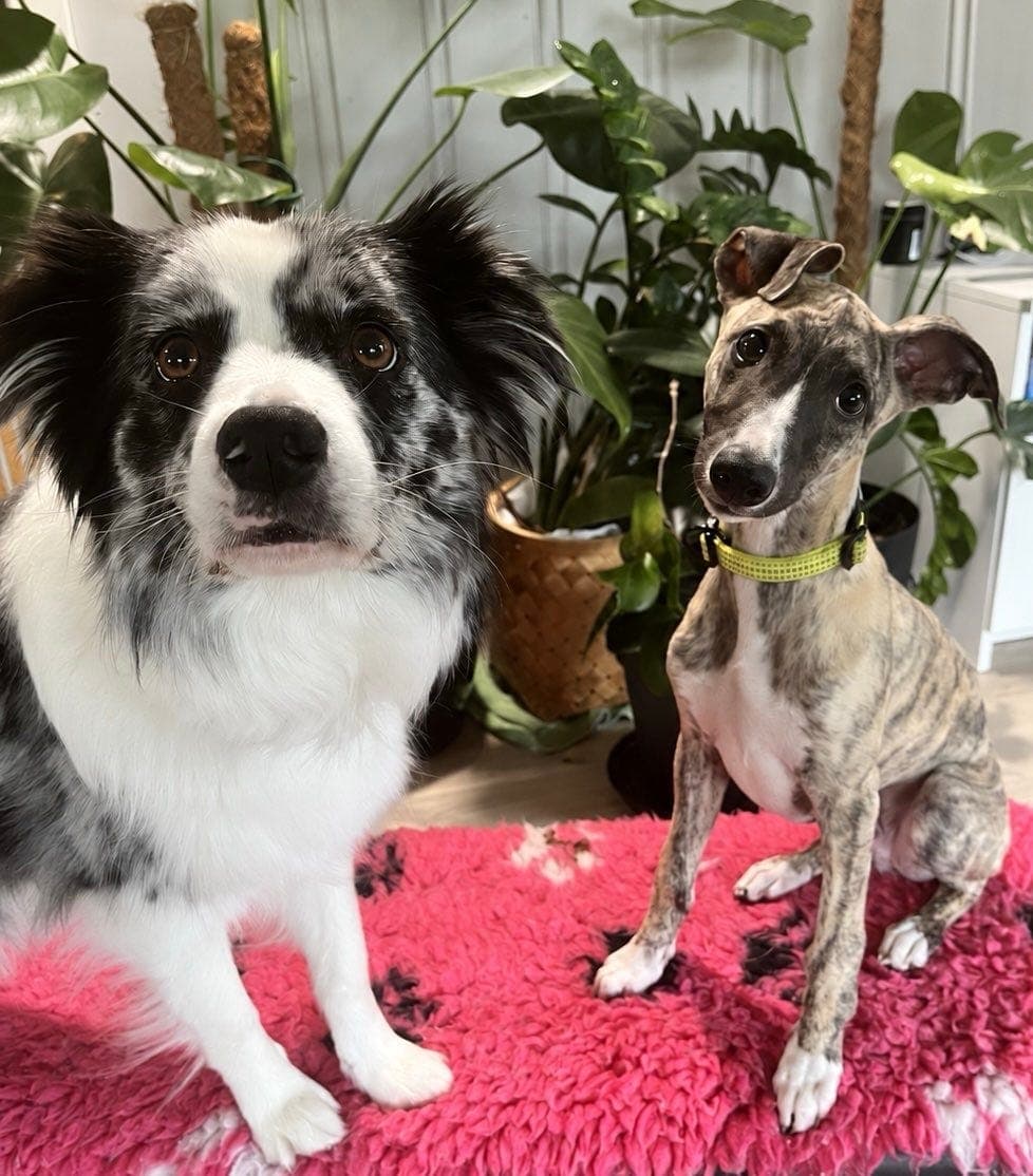 Whippet gutt søker 5⭐️ hjem