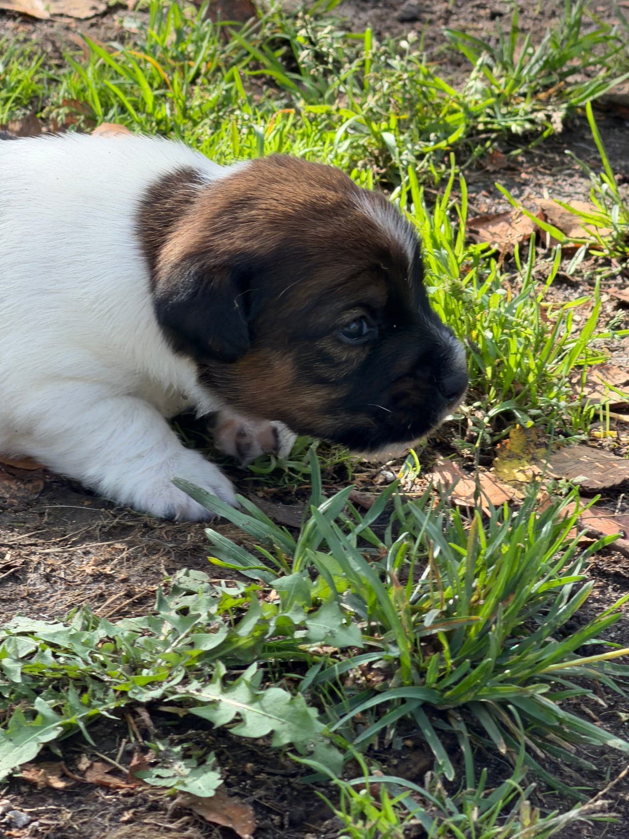 NKK Registrerte Jack Russell valper