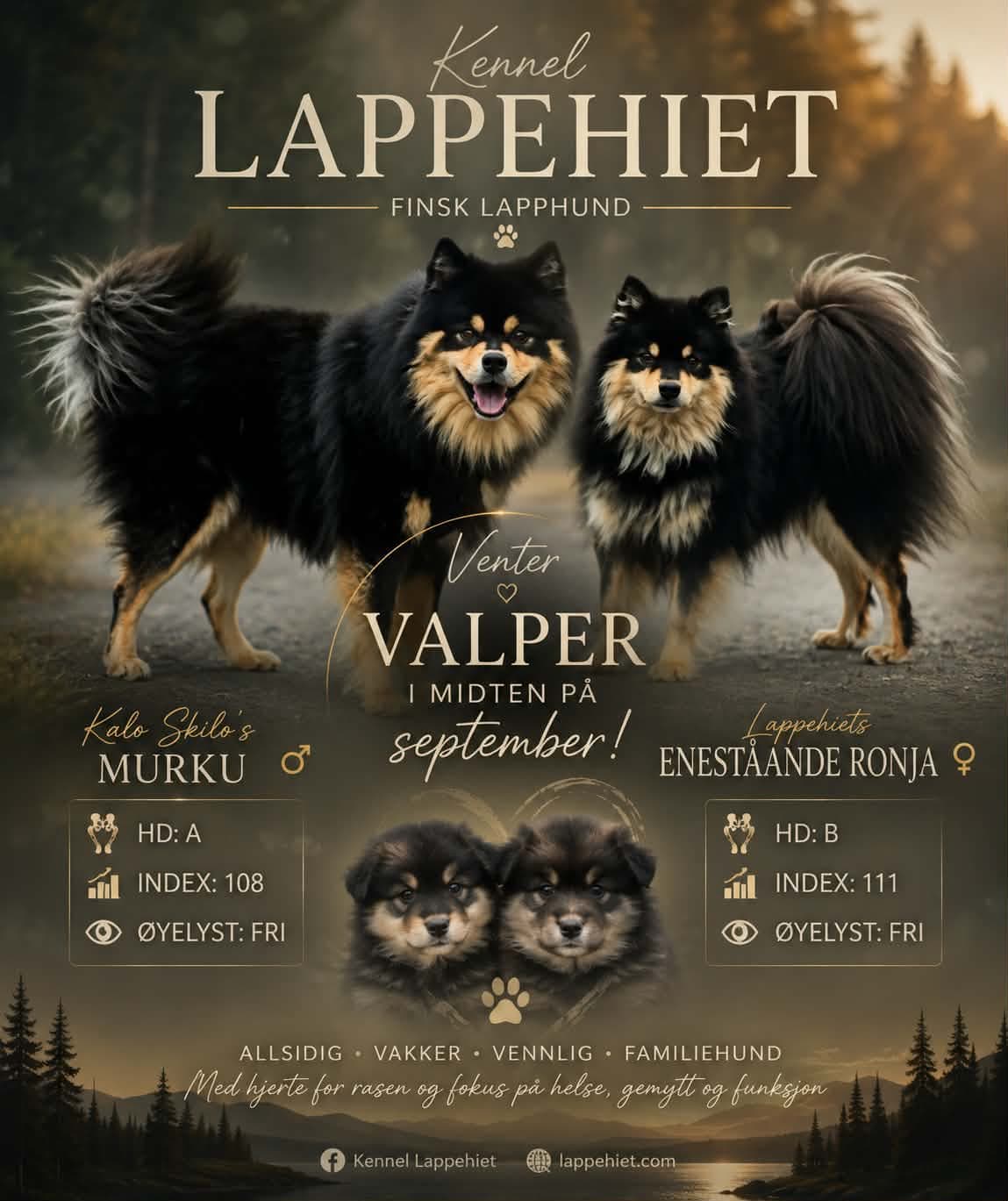 FINSK LAPPHUND valp