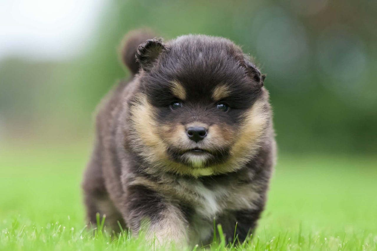 Finsk lapphund valp søker forvert