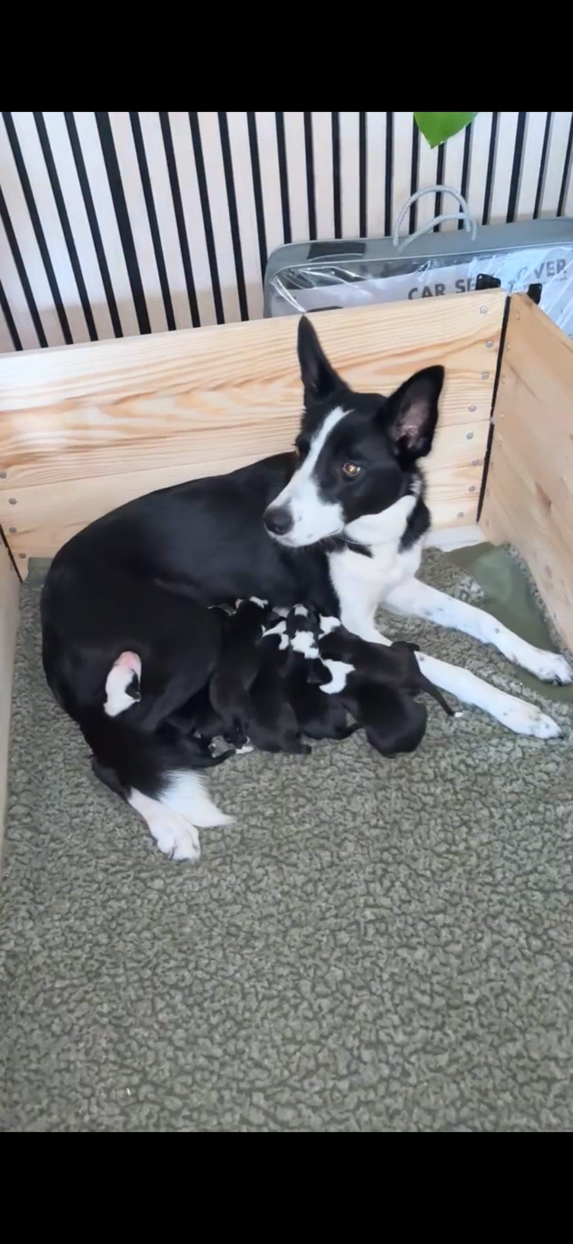 Border Collie valper