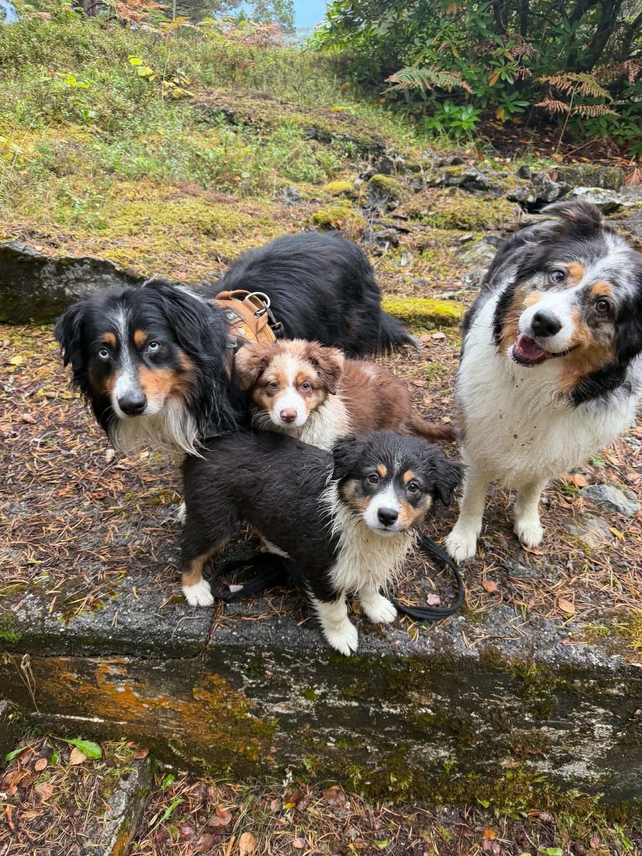 Australian shepherd valp søker sitt nye 4-ever hjem