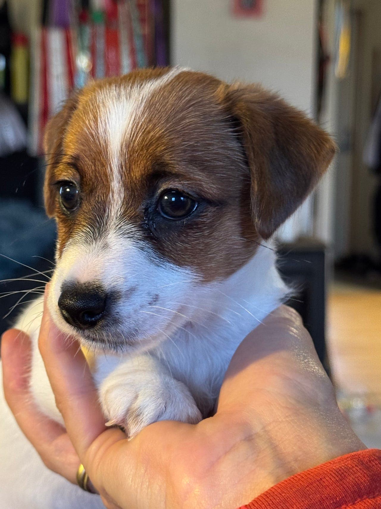 Jack russell terrier tispevalp tilgjengelig for rett hjem