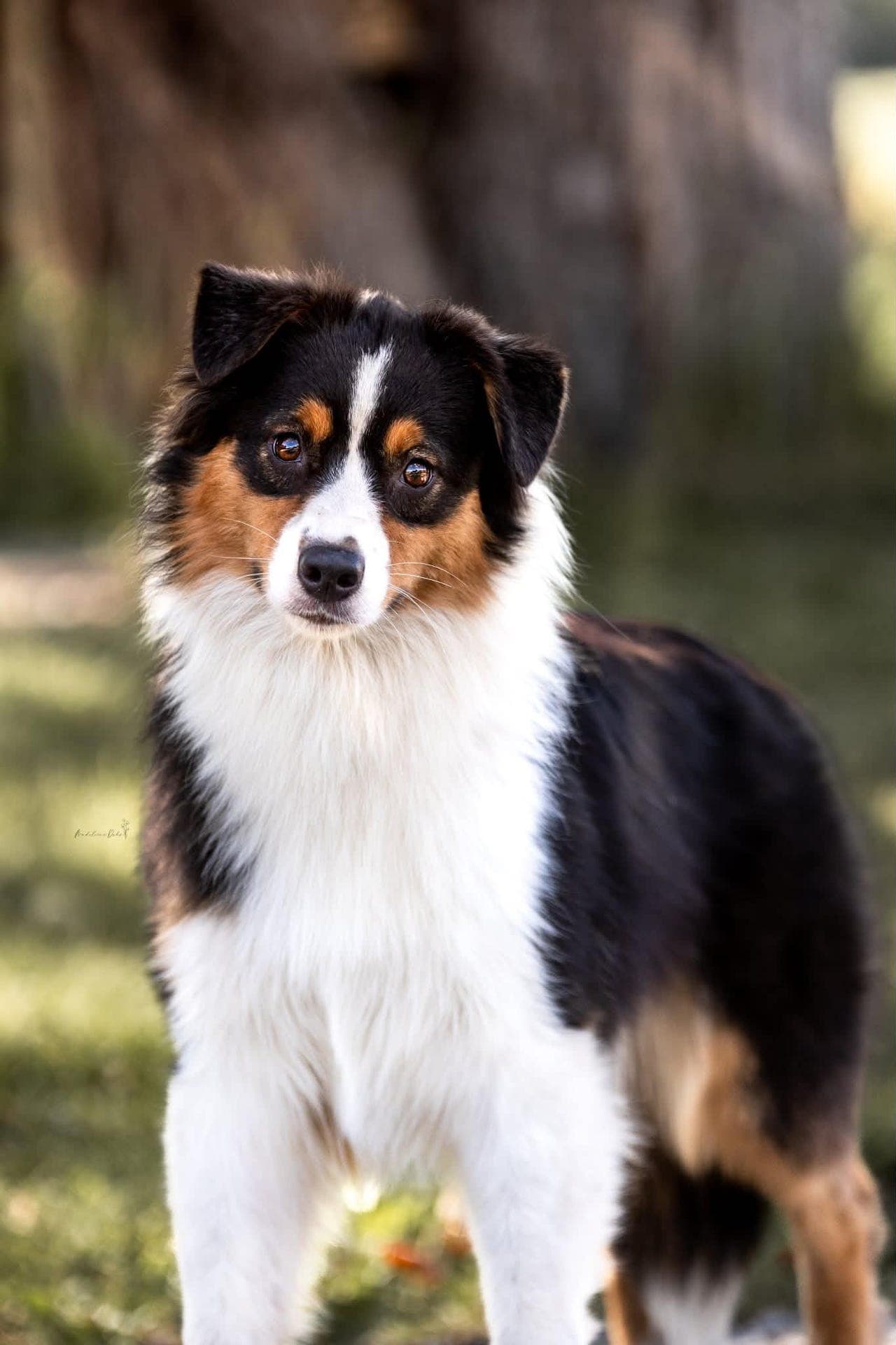 Velbygd og søt Australian Shepherd tispe!