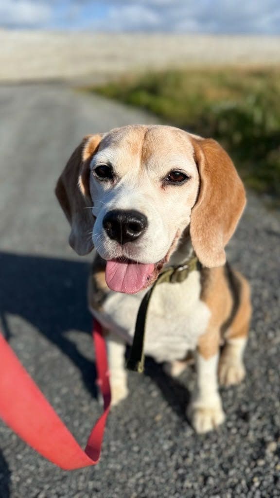 Adopter Jackson: Beagle søker rolig hjem uten barn (fra 2SaveMe)