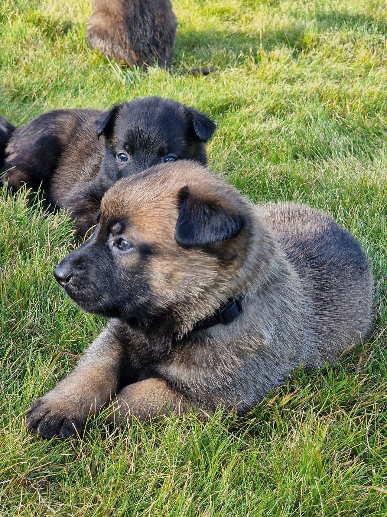 Lovende Malinois-valper med NKK-stamtavle.
