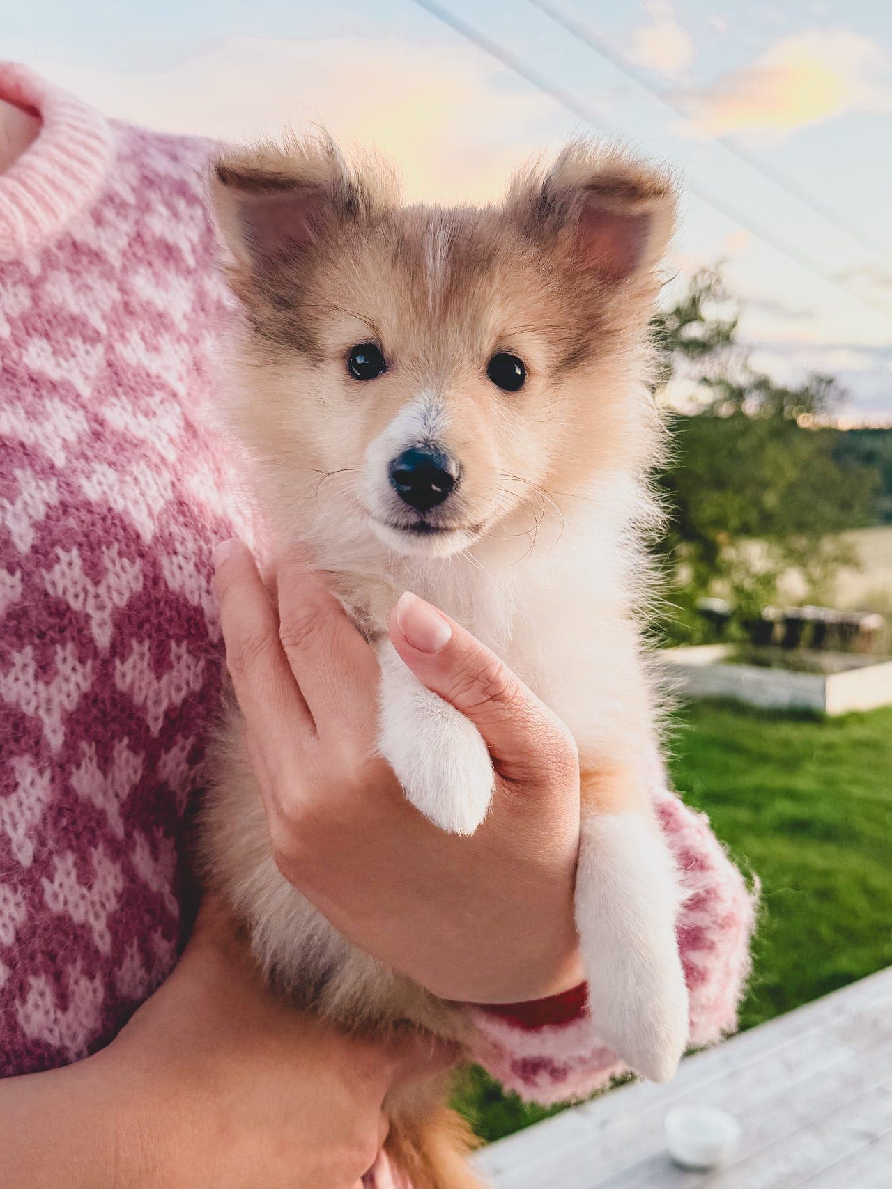 Shetland sheepdog valp
