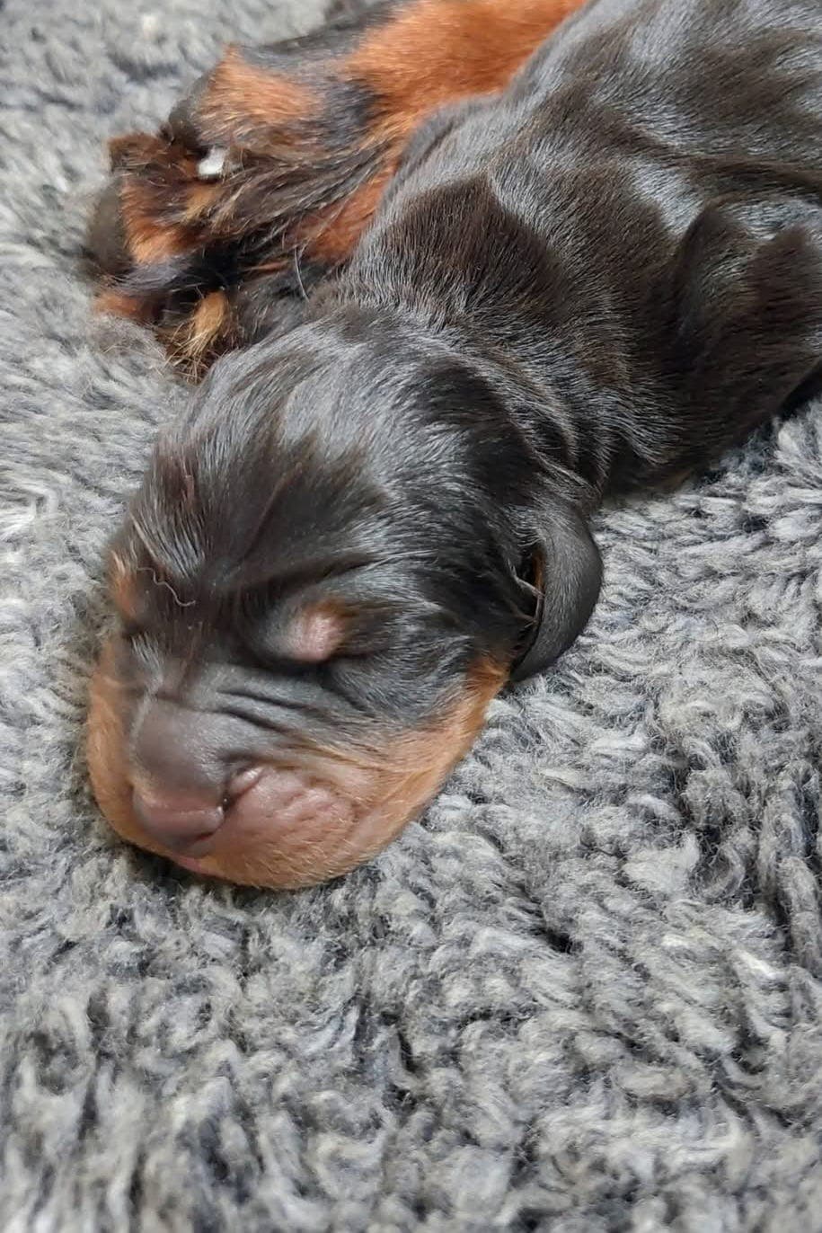 Gordon setter - Unike linjer!
