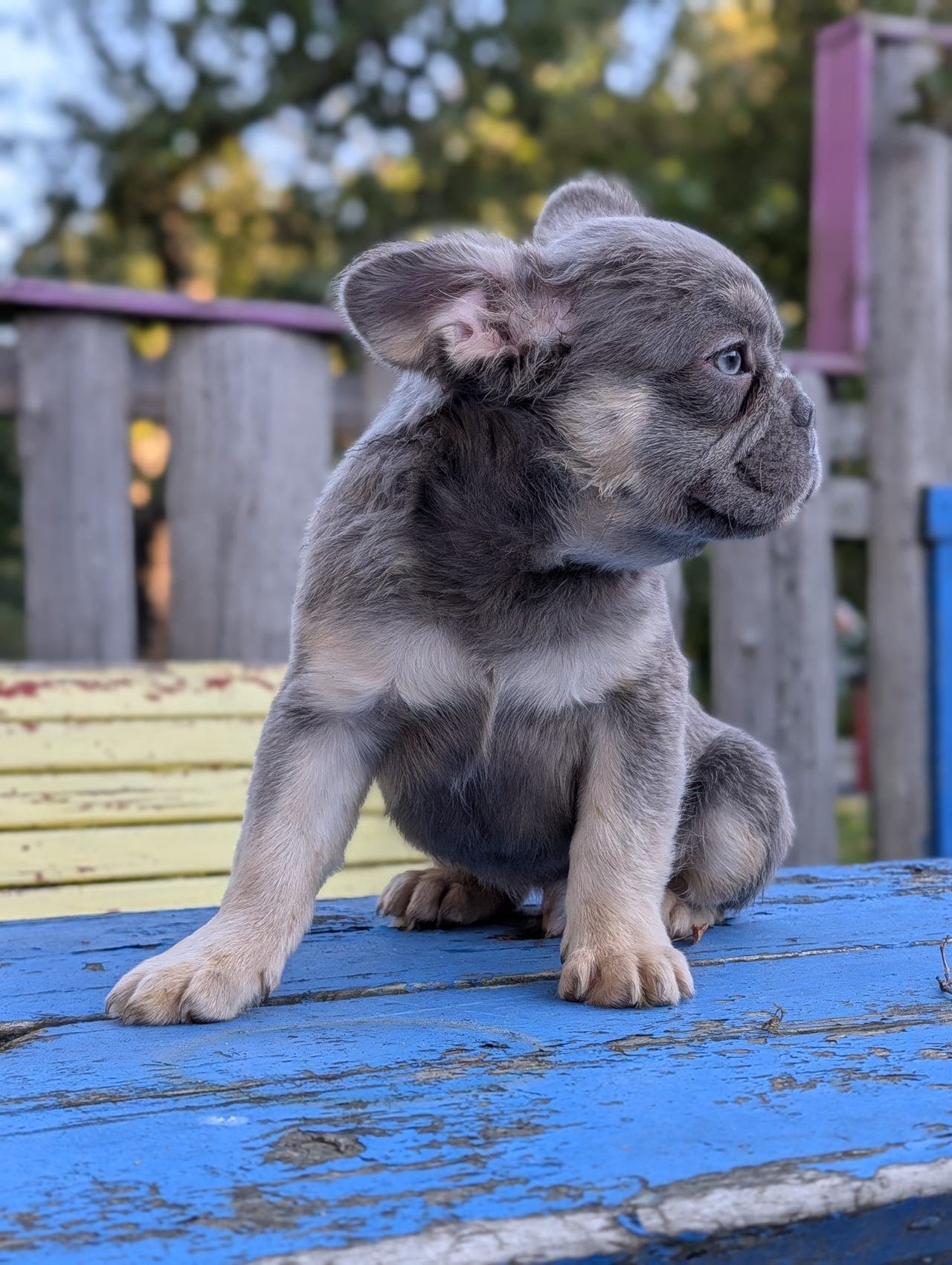 Fluffy fransk bulldog