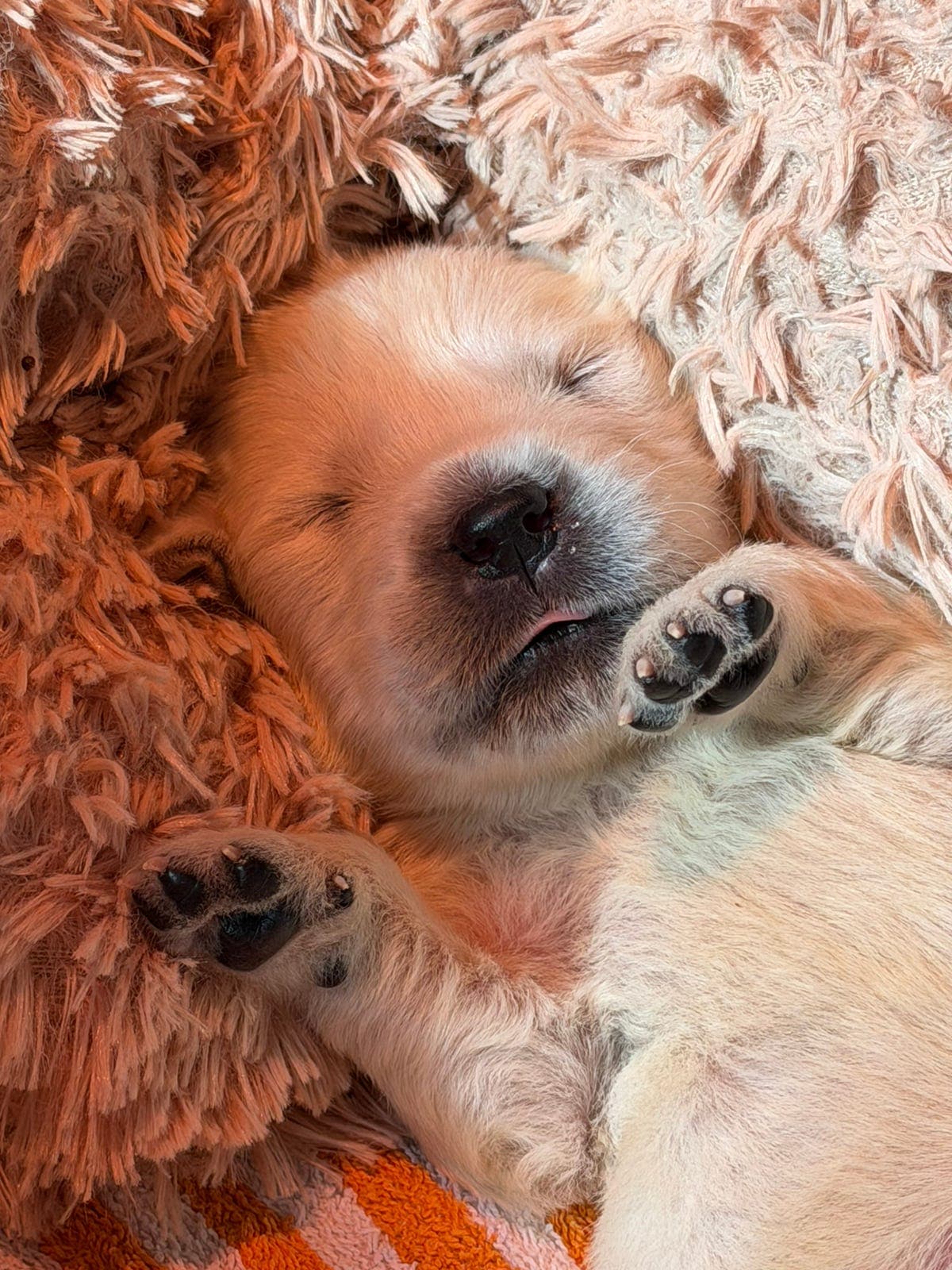 Golden Retriever - valper søker kjærlige hjem