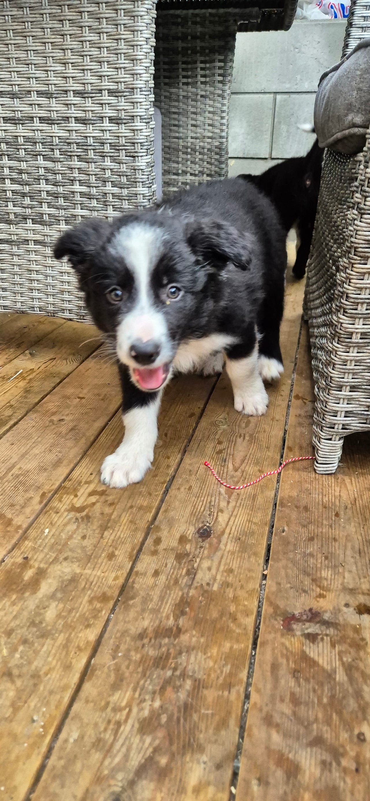 Border collie valper