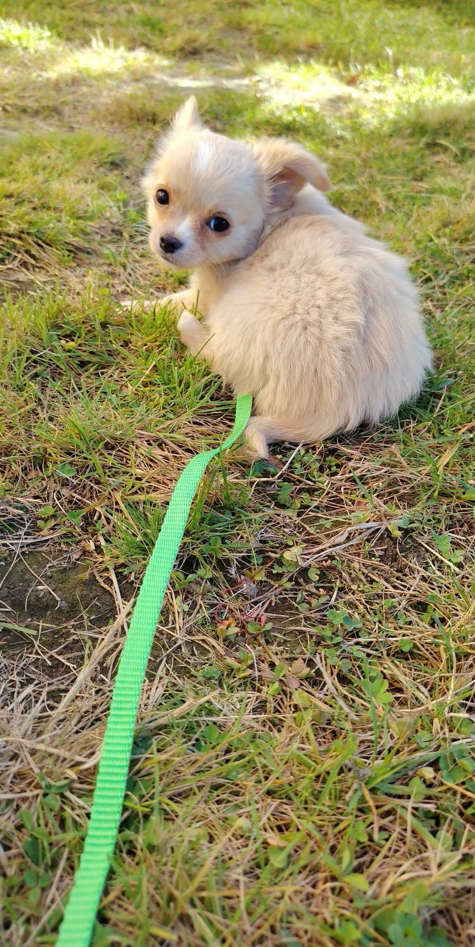 Chihuahua gutt valp