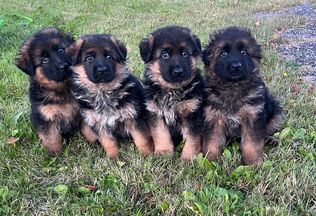 Schæferhund Langhår hannvalp av høy kvalitet.  Fra kennel Falkøen.