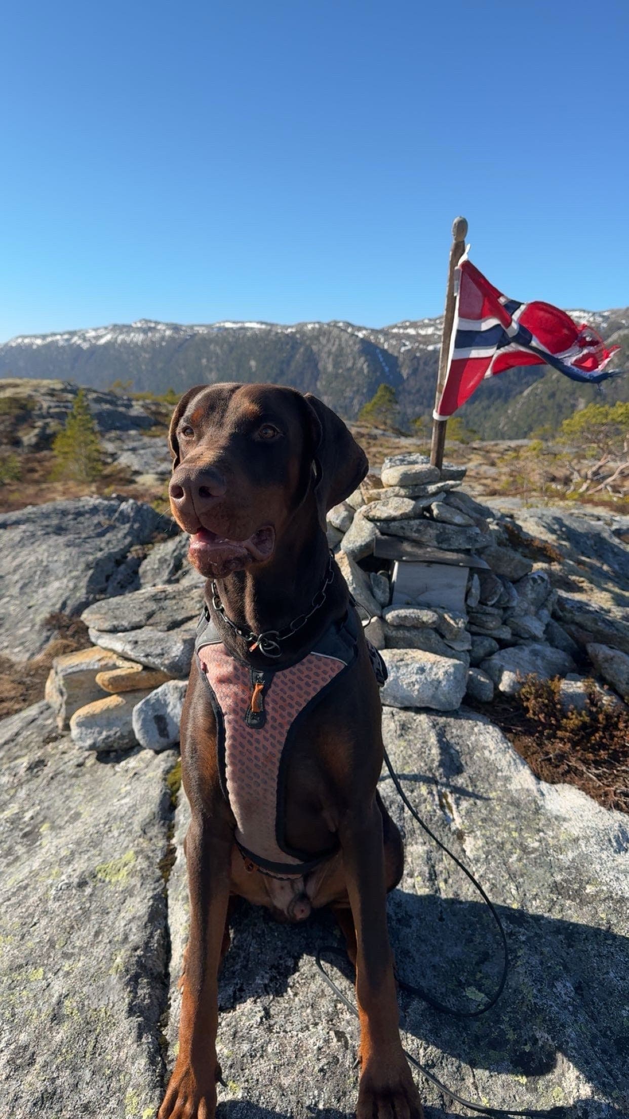 Dobermann-hann, 2,5 år — søker erfarent hjem