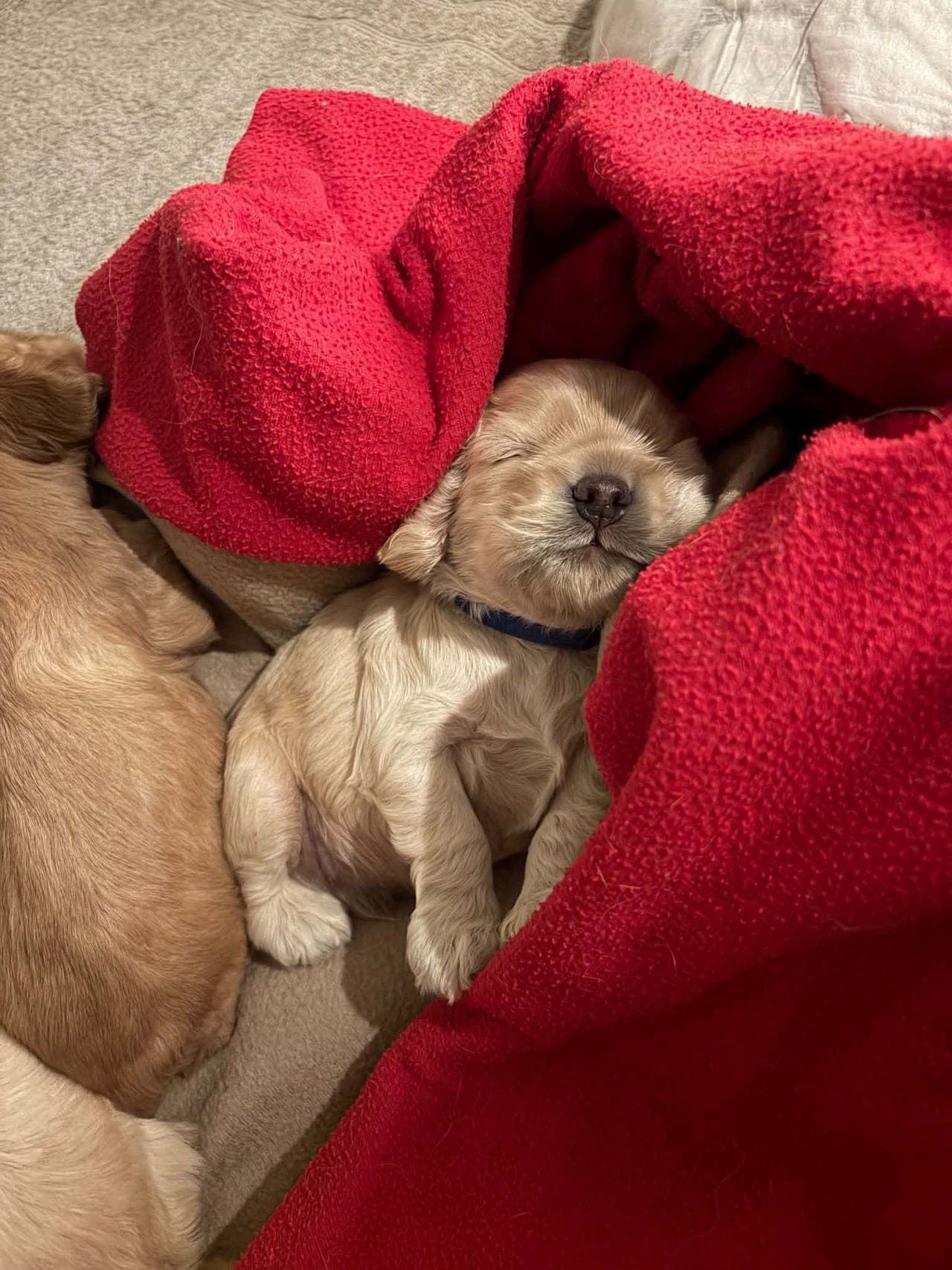 Nydelige Amerikanske Cocker Spaniel valper