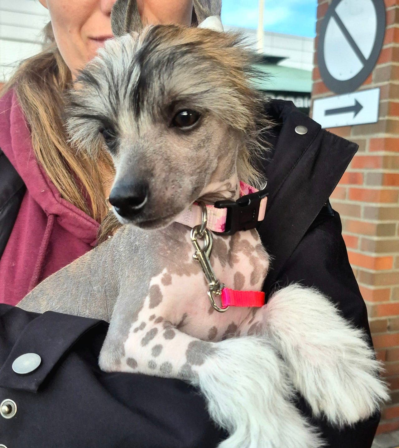 Tøff liten Chinese crested jente